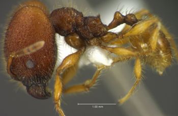 Media type: image;   Entomology 34201 Aspect: habitus lateral view